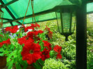 DSCN4429
