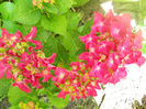 DSCN4430