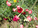 DSCN4434