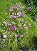 DSCN4438