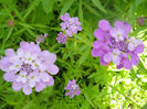DSCN4441