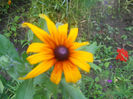 DSCN4451