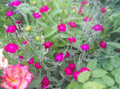 DSCN4453