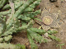Stapelia