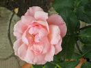 14 iunie 2013-flori 058