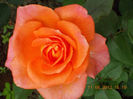 14 iunie 2013-flori 059
