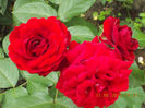 14 iunie 2013-flori 061