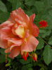 14 iunie 2013-flori 077