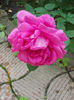 14 iunie 2013-flori 104
