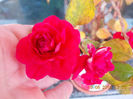 14 iunie 2013-flori 005