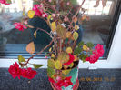 14 iunie 2013-flori 003