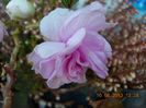 14 iunie 2013-flori 006
