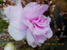 14 iunie 2013-flori 007