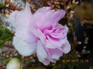 14 iunie 2013-flori 008
