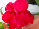 14 iunie 2013-flori 013