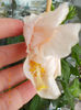 14 iunie 2013-flori 243