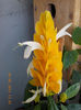 14 iunie 2013-flori 022