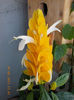 14 iunie 2013-flori 023