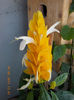 14 iunie 2013-flori 024