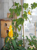 14 iunie 2013-flori 139
