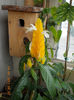 14 iunie 2013-flori 209