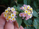 14 iunie 2013-flori 034