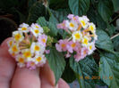 14 iunie 2013-flori 036