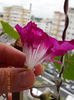 14 iunie 2013-flori 194