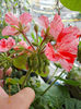 muscata pestrita