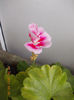 14 iunie 2013-flori 226