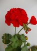 14 iunie 2013-flori 229