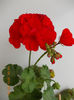 14 iunie 2013-flori 231