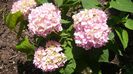 Picture 3722