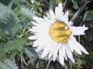margareta
