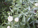 margarete