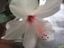 Fotografii-0347