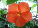 Vichy orange