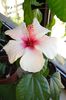 hibiscus Apple Blossom
