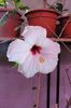 hibiscus Ibiza