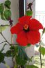 hibiscus Nihi