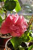 hibiscus Linda Pearl