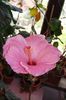 hibiscus Alice Wolfe