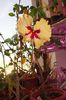hibiscus Sylvia Goodman