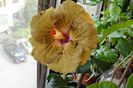 hibiscus Suntan