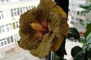 hibiscus Suntan