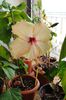 hibiscus Fort de France