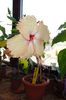 hibiscus Fort de France