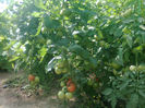 15.06.2013 antalya