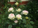Rose Optimiste