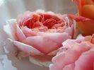 DSCF8028